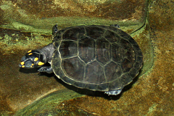terekaj, terekay (Podocnemis unifilis)