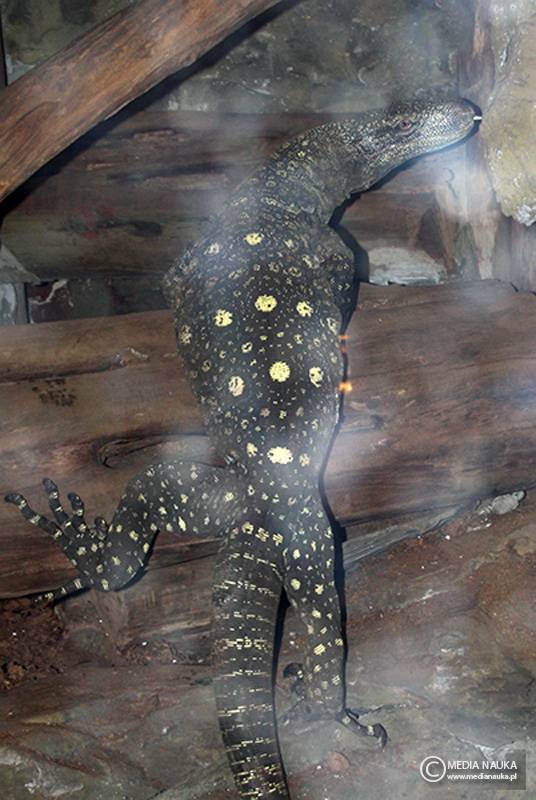 waran papuaski (Varanus salvadorii)