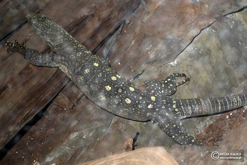 waran papuaski (Varanus salvadorii)