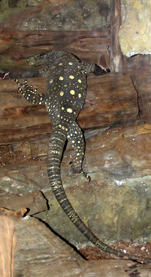 waran papuaski (Varanus salvadorii)
