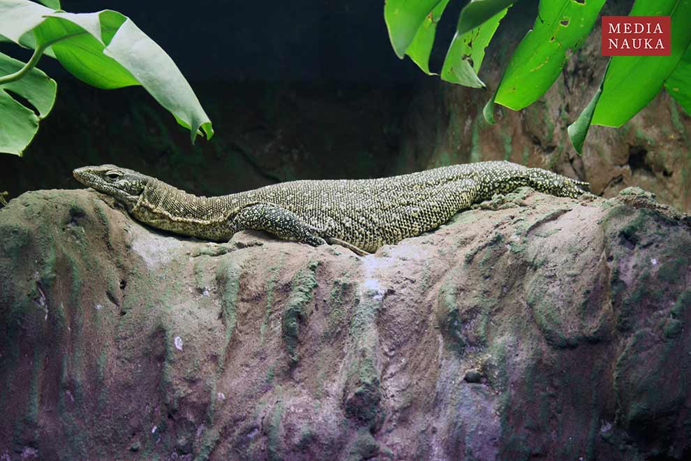 waran timorski (Varanus timorensis)