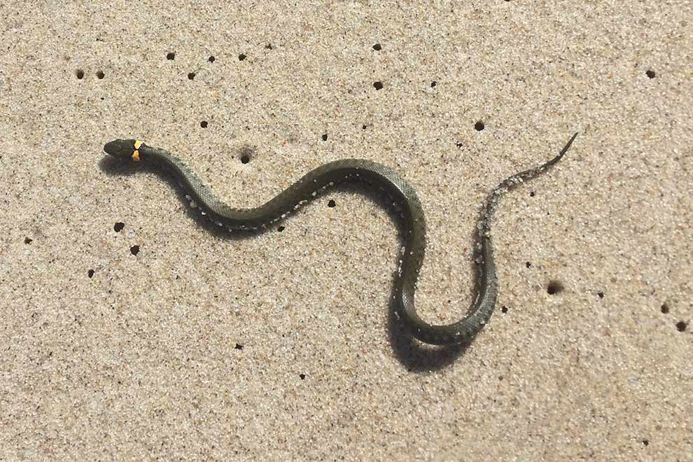 zaskroniec zwyczajny (Natrix natrix)