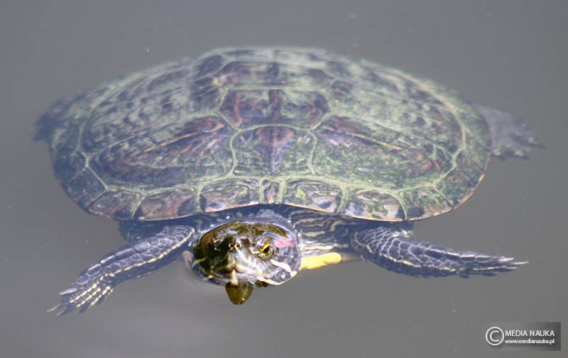 żółw czerwonolicy (Trachemys scripta elegans)