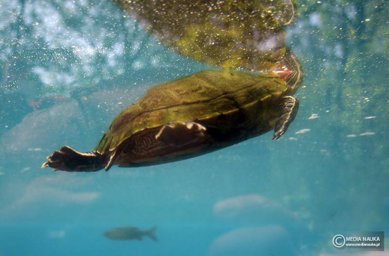 żółw czerwonolicy (Trachemys scripta elegans)