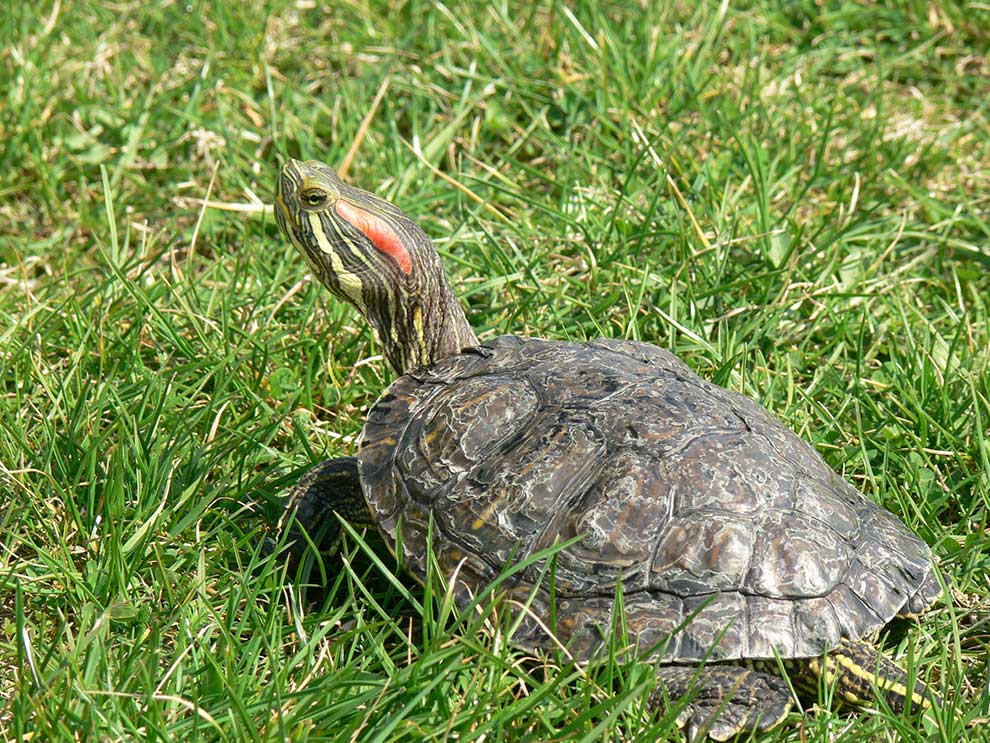 żółw czerwonolicy (Trachemys scripta elegans)