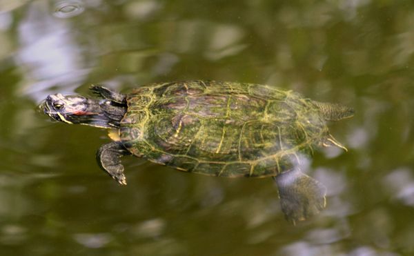 żółw czerwonolicy (Trachemys scripta elegans)