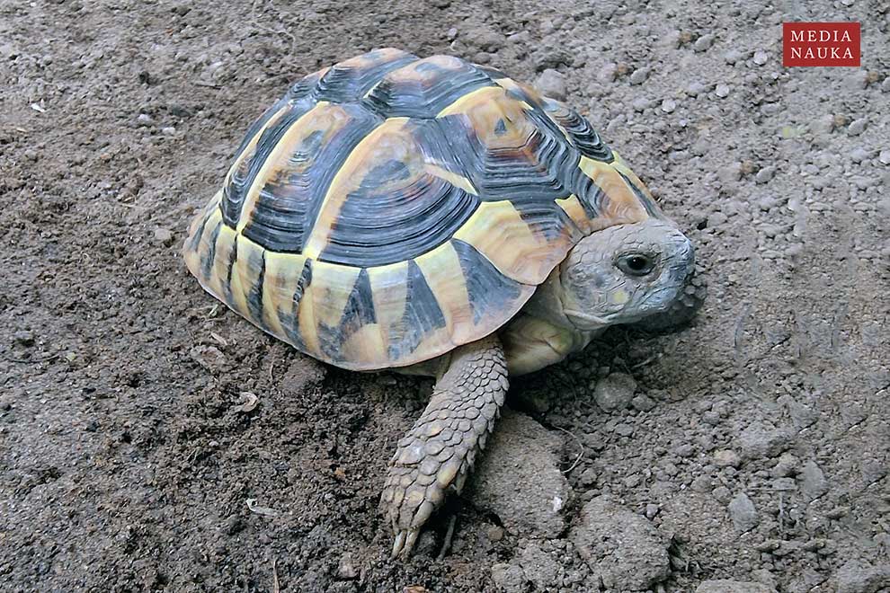 żółw grecki (Testudo hermanni)