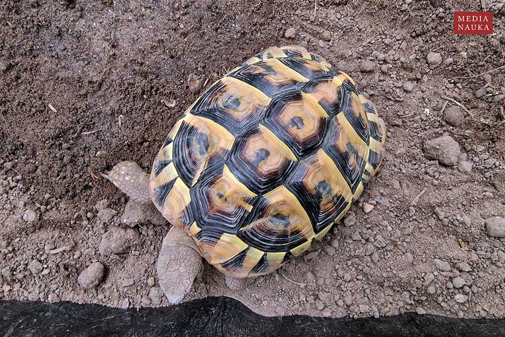 żółw grecki (Testudo hermanni)