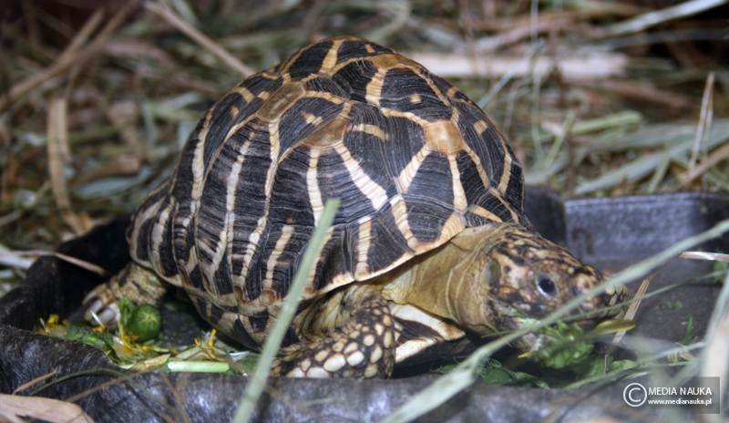 żółw gwiaździsty (Geochelone elegans)