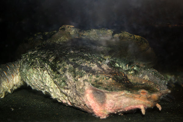 żółw matamata (Chelus fimbriatus)