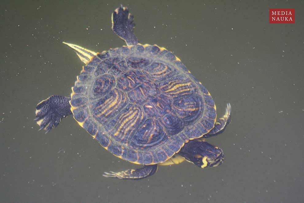 żółw ozdobny (Trachemys scripta)