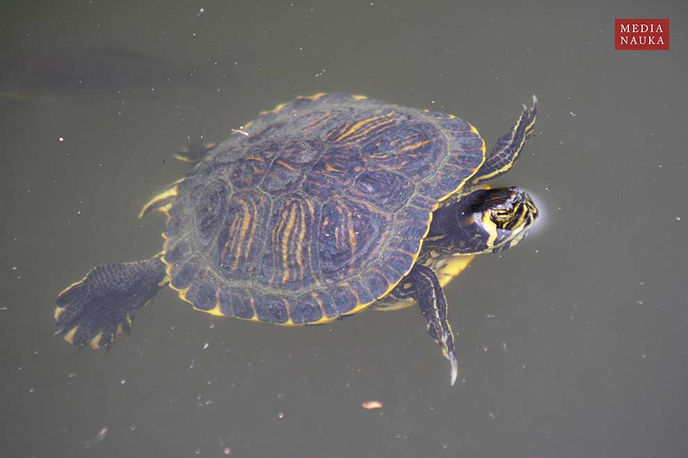 żółw ozdobny (Trachemys scripta)
