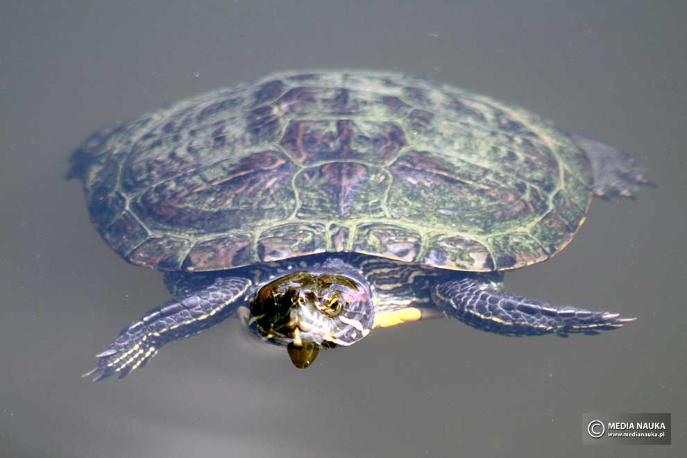 żółw ozdobny (Trachemys scripta)