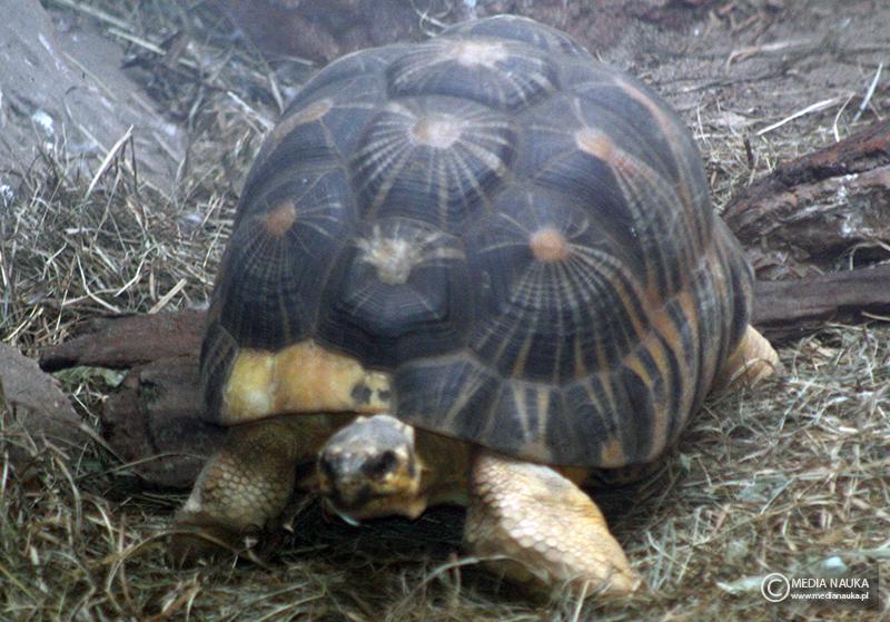 żółw promienisty (Astrochelys radiata)