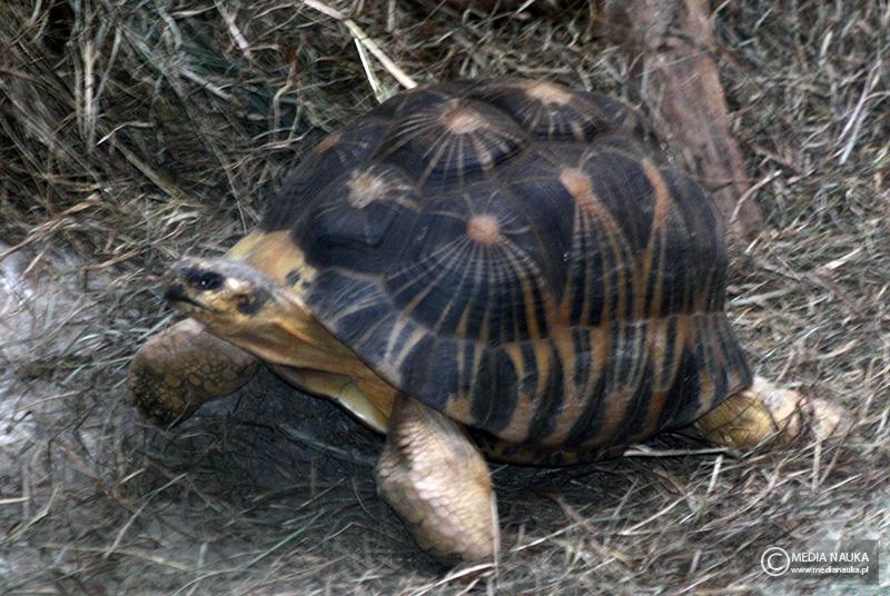 żółw promienisty (Astrochelys radiata)