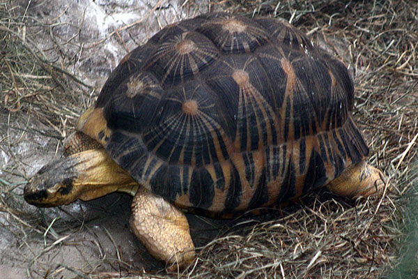 żółw promienisty (Astrochelys radiata)