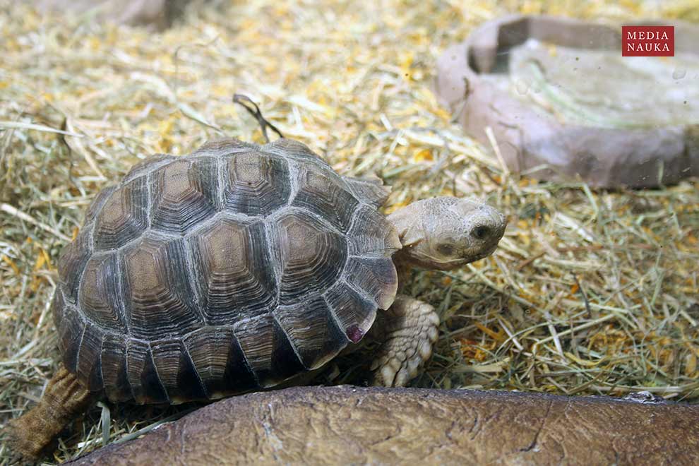 żółw pustynny (Centrochelys sulcata)
