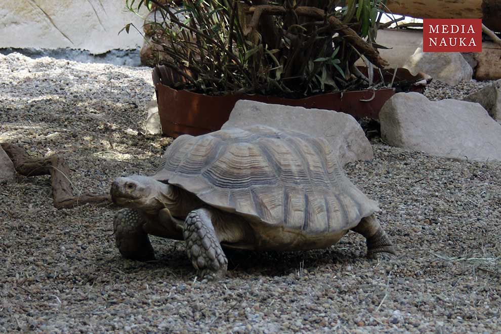 żółw pustynny (Centrochelys sulcata)