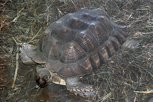żółw pustynny (Centrochelys sulcata)