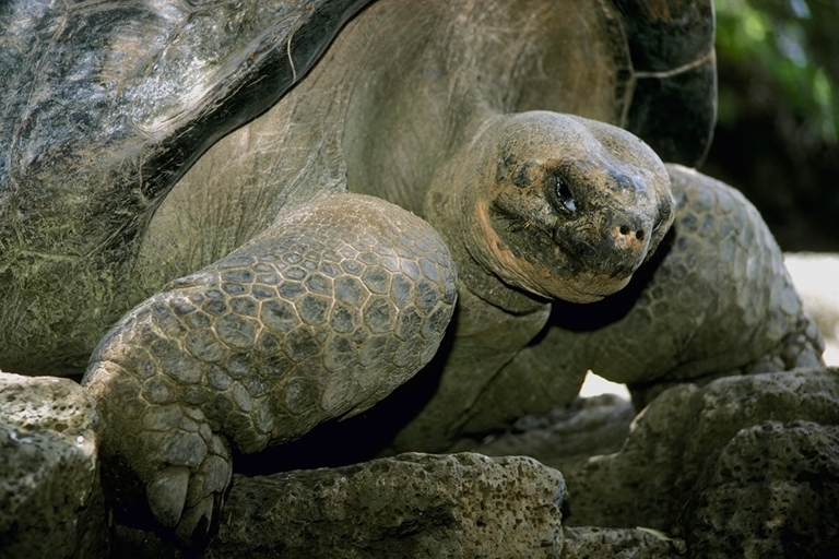 żółw słoniowy (Geochelone elephantopus)