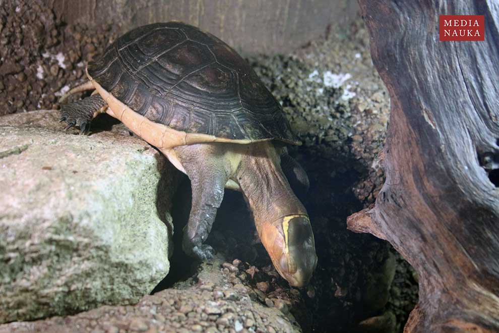żółw żółtobrzeżny (Cuora flavomarginata)