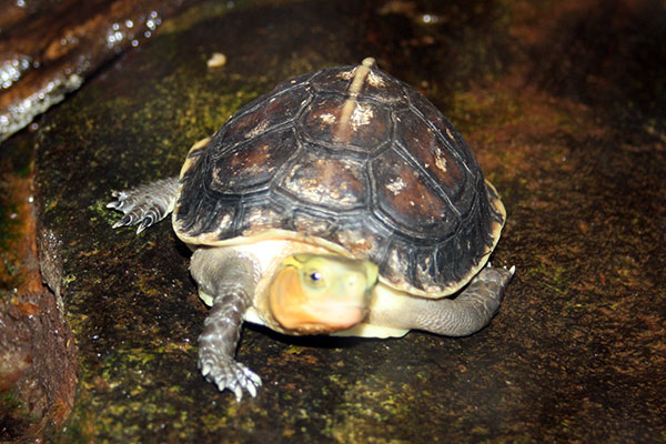 żółw żółtobrzeżny (Cuora flavomarginata)