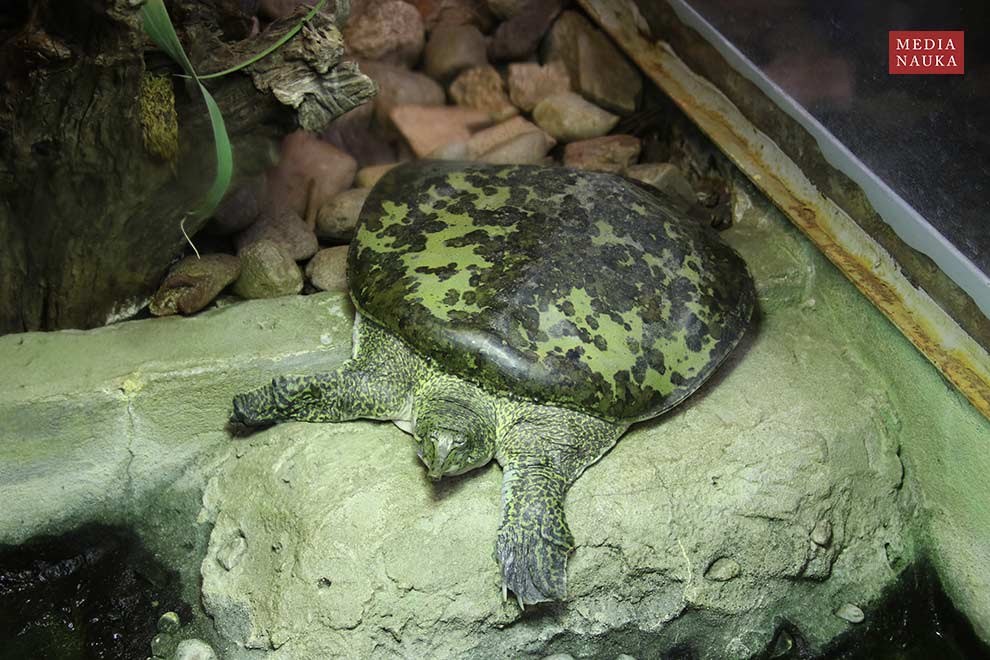 żółwiak amerykański, żółwiak kolcowaty (Apalone spinifera)