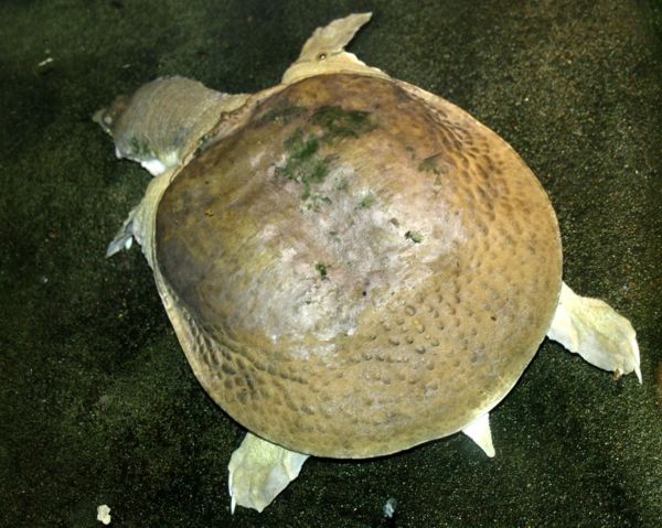 żółwiak chiński (Pelodiscus sinensis)
