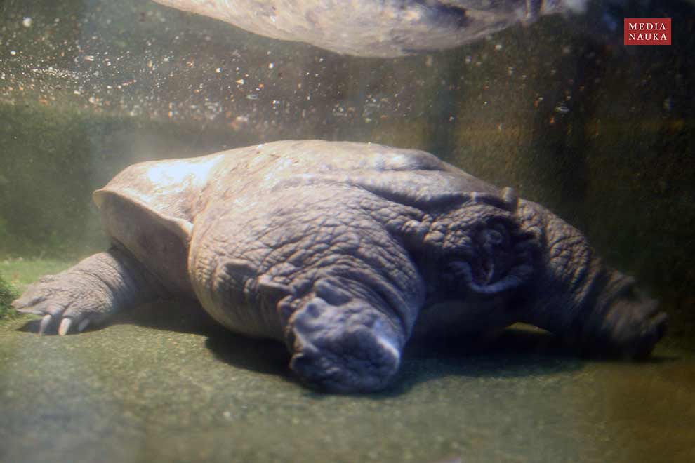 żółwiak formosański (Nilssonia formosa)