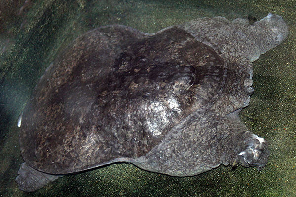 żółwiak formosański (Nilssonia formosa)