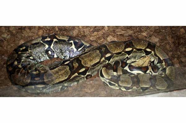 Boa dusiciel (Boa constrictor)