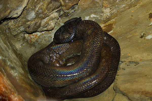 Boa leśny (Corallus hortulanus)