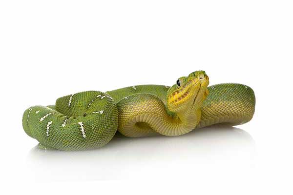 Boa psiogłowy, wąż psiogłowy (Corallus caninus)