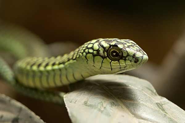 Boomslang, dysfolid (Dispholidus typus)