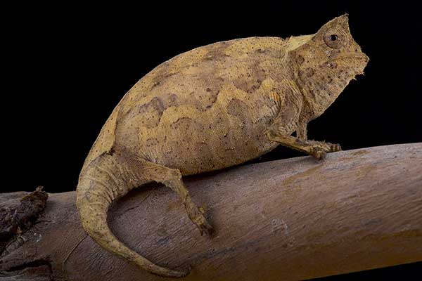 (Brookesia therezieni)