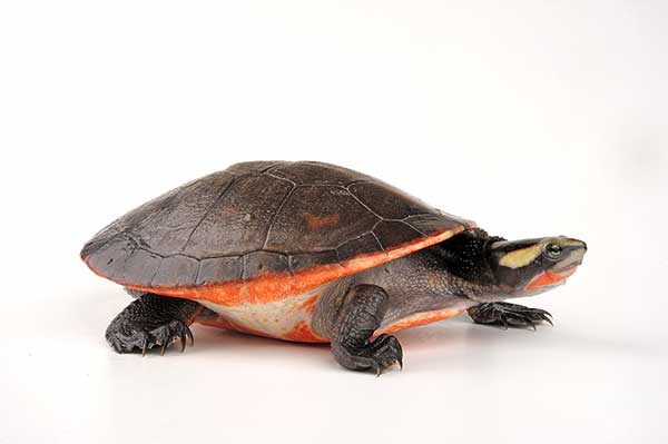 (Emydura subglobosa)