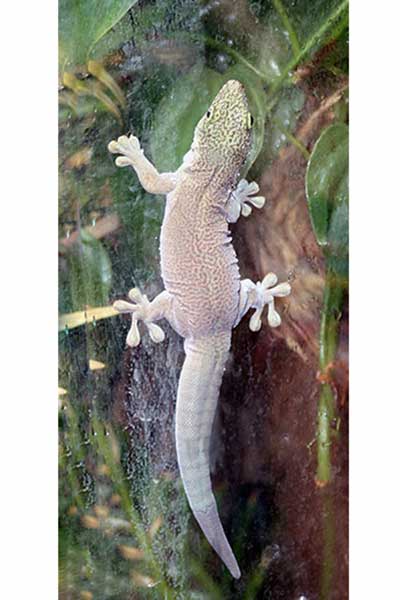 Felsuma standinga (Phelsuma standingi)