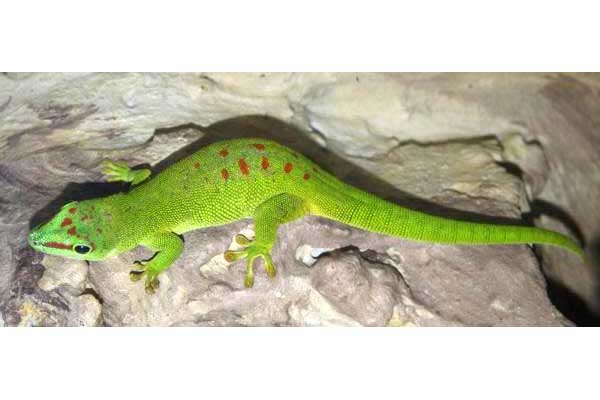 Felsuma madagaskarska (Phelsuma madagaskariensis grandis)