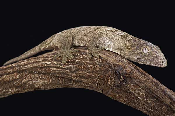 Gekon olbrzymi (Rhacodactylus leachianus)