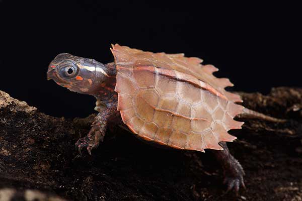 (Geoemyda spengleri)