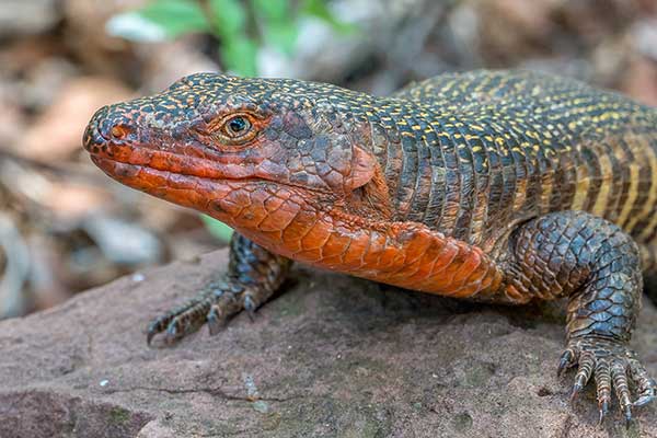 Tarczołusk olbrzymi (Gerrhosaurus validus)