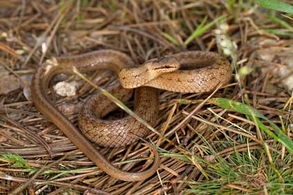 Gniewosz plamisty (Coronella austriaca)