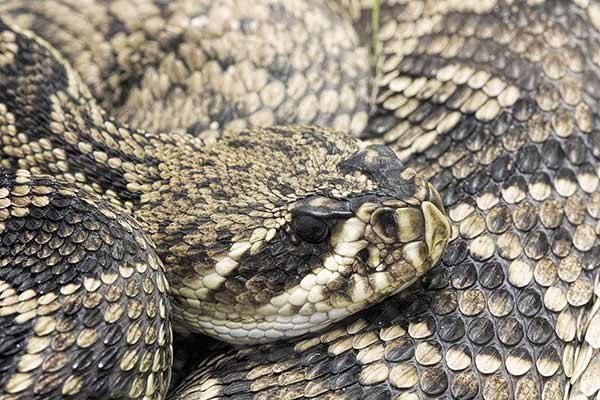 Grzechotnik diamentowy (Crotalus adamanteus)