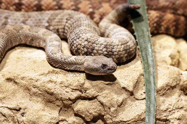 Grzechotnik teksaski (Crotalus atrox)