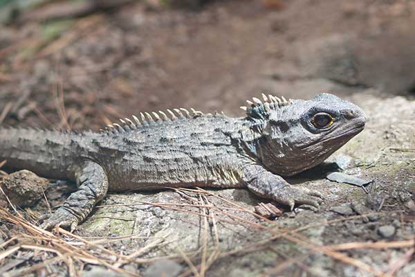 Hatteria niespodziana (Sphenodon guntheri)