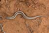 Chalcides minutus