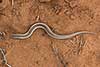 Chalcides minutus 