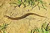 Chalcides striatus