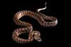 Chilabothrus striatus