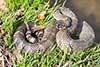Crotalus oreganus